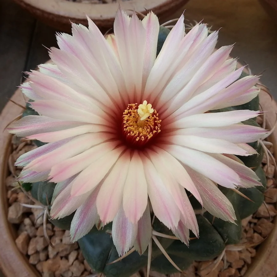 Coryphantha elephantidens – cactus globular cu flori mari, parfumate