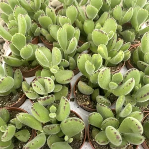 Cotyledon Ladismithiensis