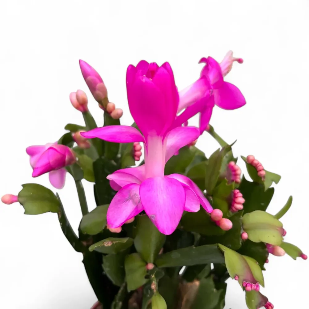 Craciunita roz - Schlumbergera ‘Cyber Dancer'