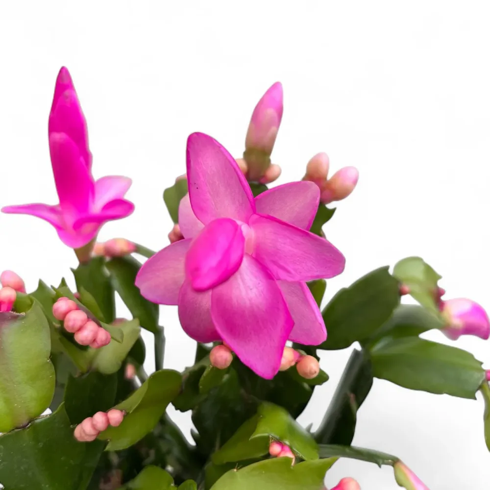 Craciunita roz - Schlumbergera ‘Cyber Dancer'