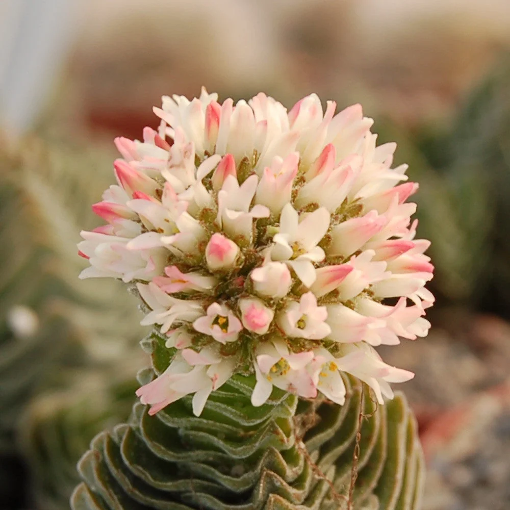 Crassula Buddha's Temple 3pp