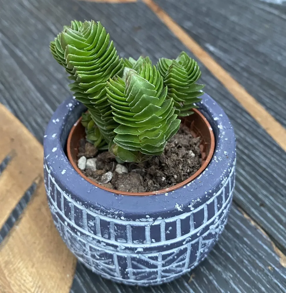 Crassula Buddha's Temple 3pp