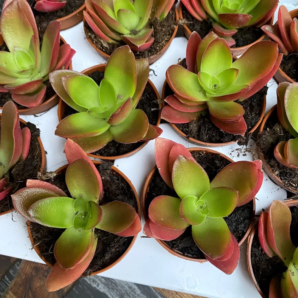 Crassula Capitella Campfire
