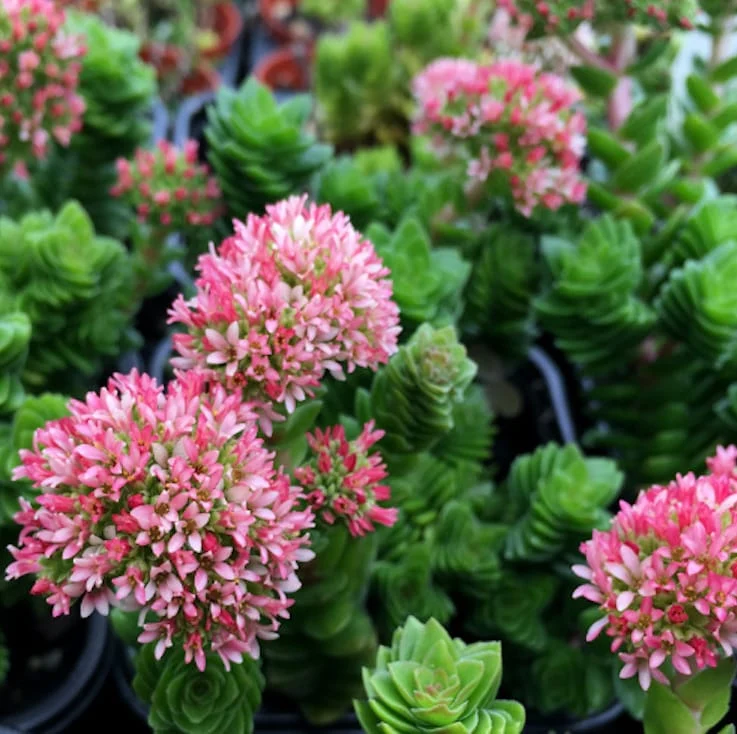 Crassula Estagnol