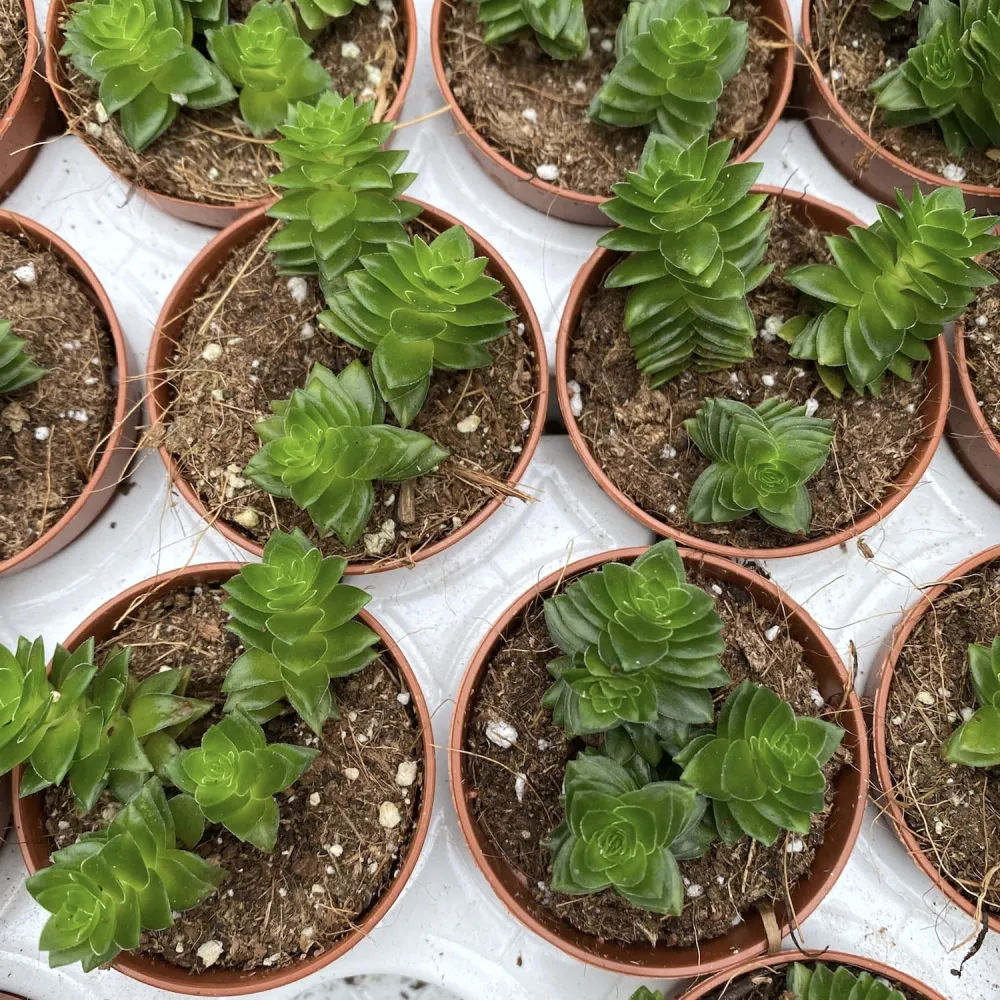 Crassula Estagnol