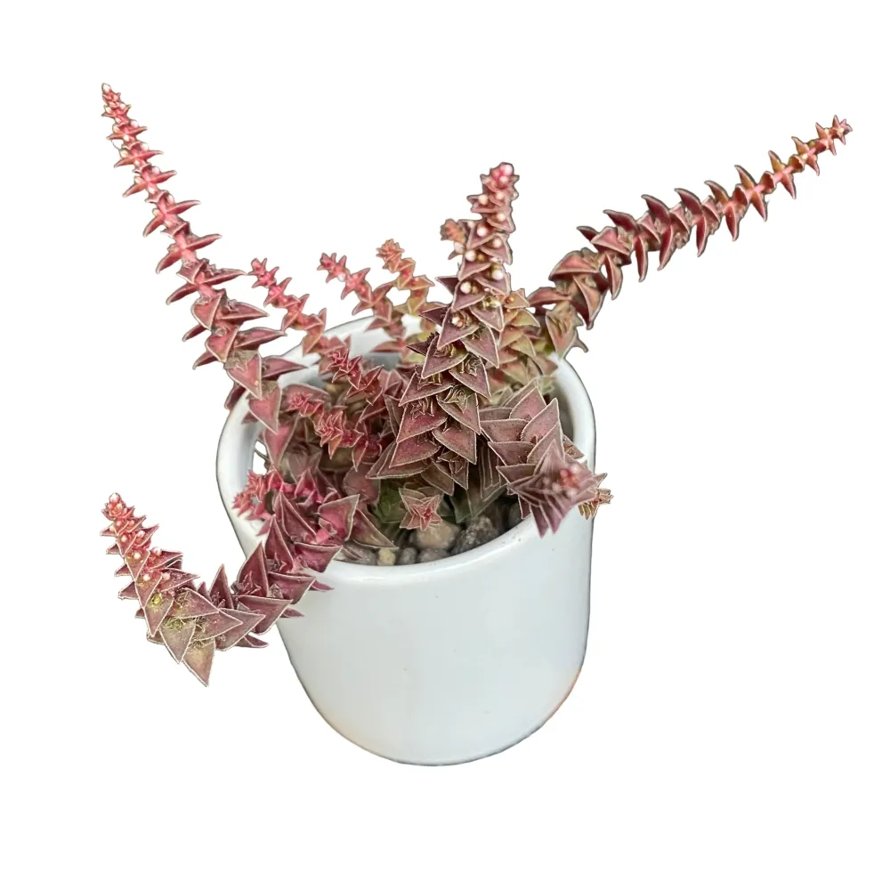 Crassula exilis subsp. cooperi