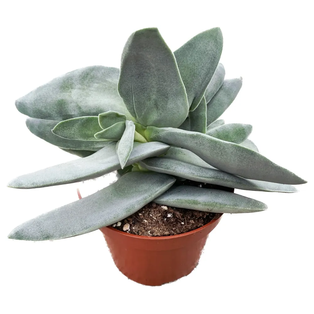 Crassula falcata ‘Boomerang’