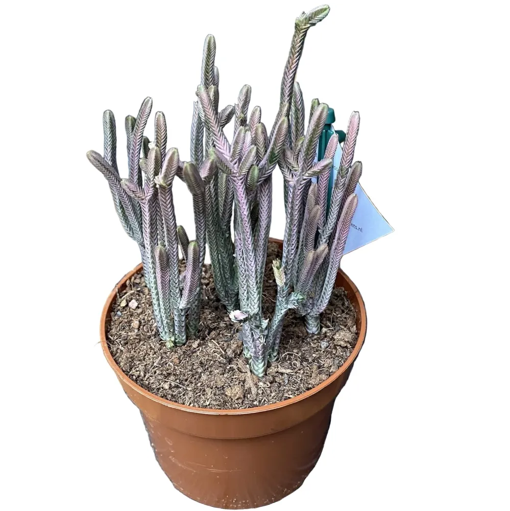 Crassula Lycopodiodides 'Rhapsody Pink'