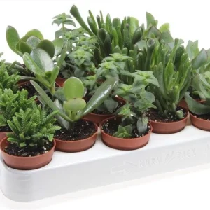 Crassula mix mini - Copacelul banilor