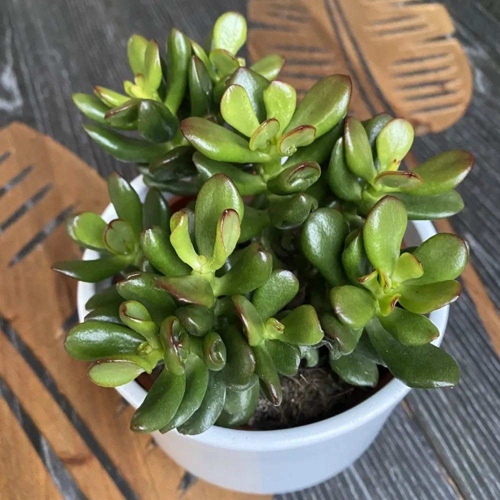 Crassula ovata 'Convoluta' (arborele de jad) D10