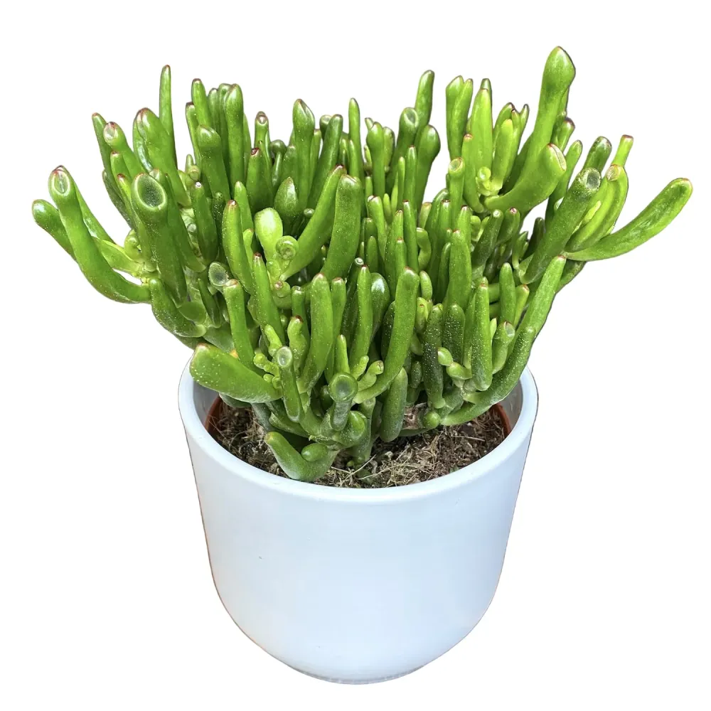 Crassula ovata 'Gollum' (arborele de jad)