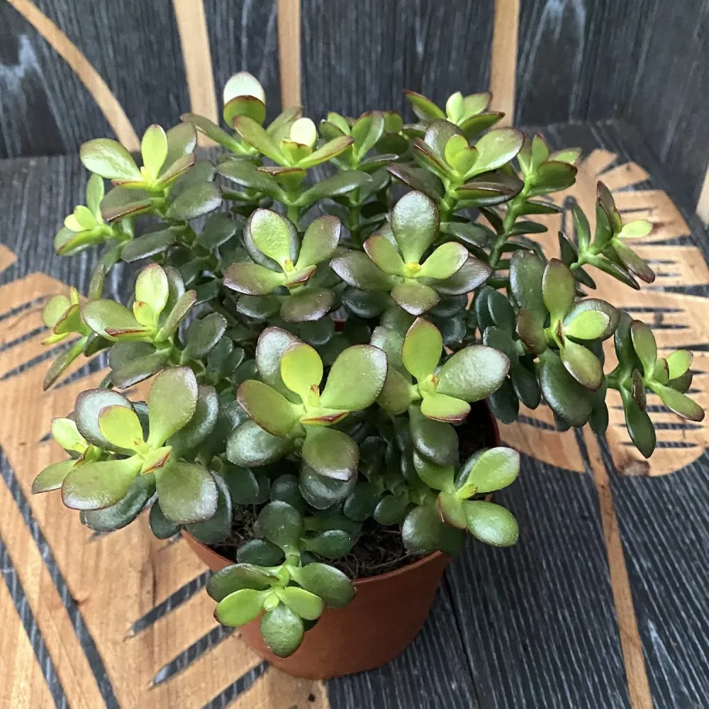 Crassula ovata 'Minima' (arborele de jad 'minor') D14