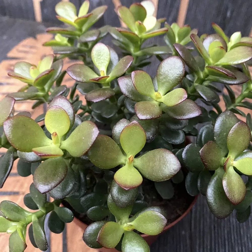 Crassula ovata 'Minima' (arborele de jad 'minor') D14