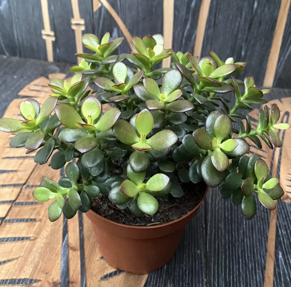 Crassula ovata 'Minima' (arborele de jad 'minor') D14