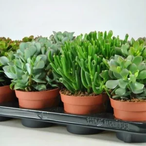 Crassula ovata mix - arborele de jad, pomul vietii
