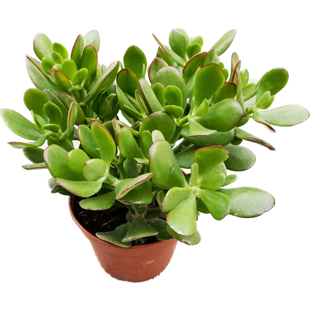 Crassula ovata 'Sunset Canaris' (copacul cu bani) 2pp