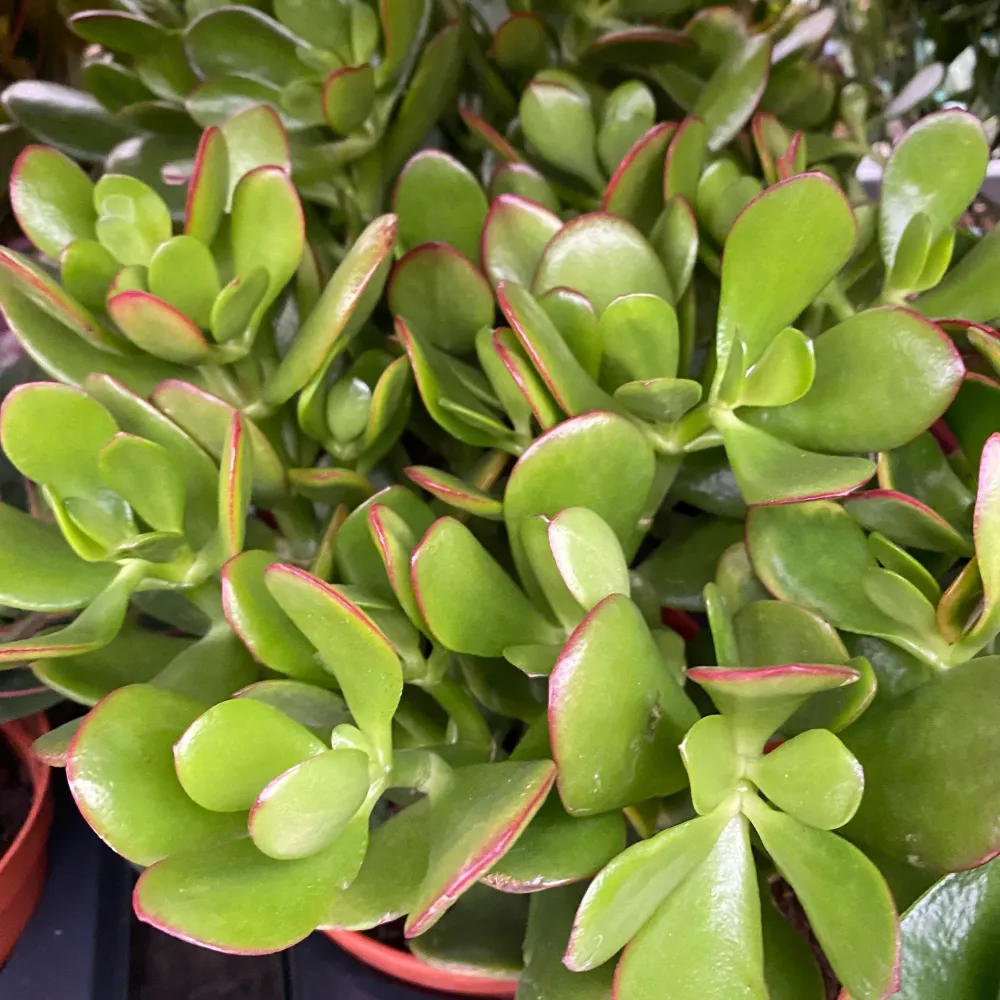 Crassula ovata 'Sunset Canaris' (copacul cu bani) 2pp