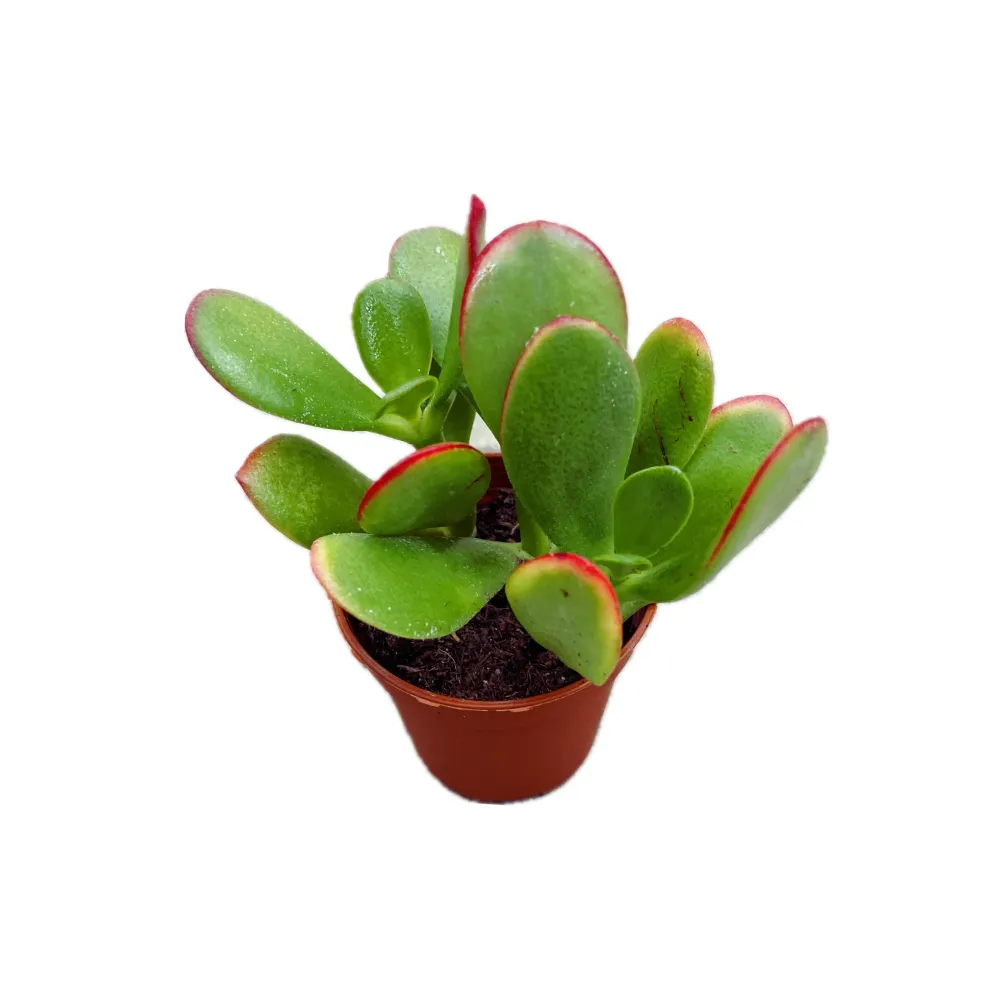 Crassula ovata 'Sunset' D5 (copacul cu bani)