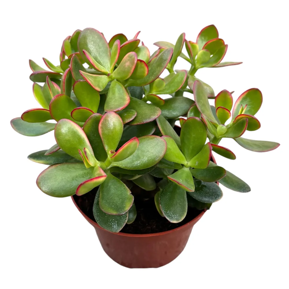 Crassula ovata 'Sunset' (copacul cu bani) 2pp