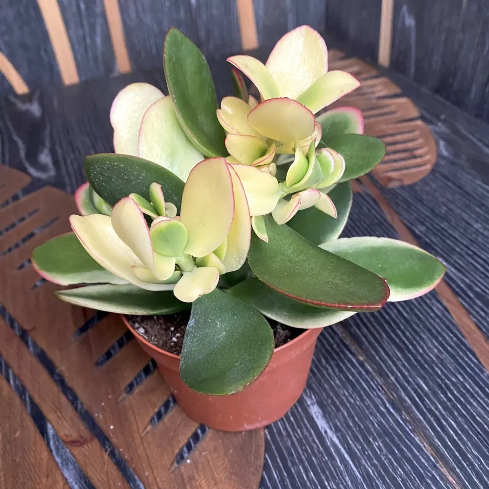 Crassula ovata 'Variegata' (Variegated Jade Plant)