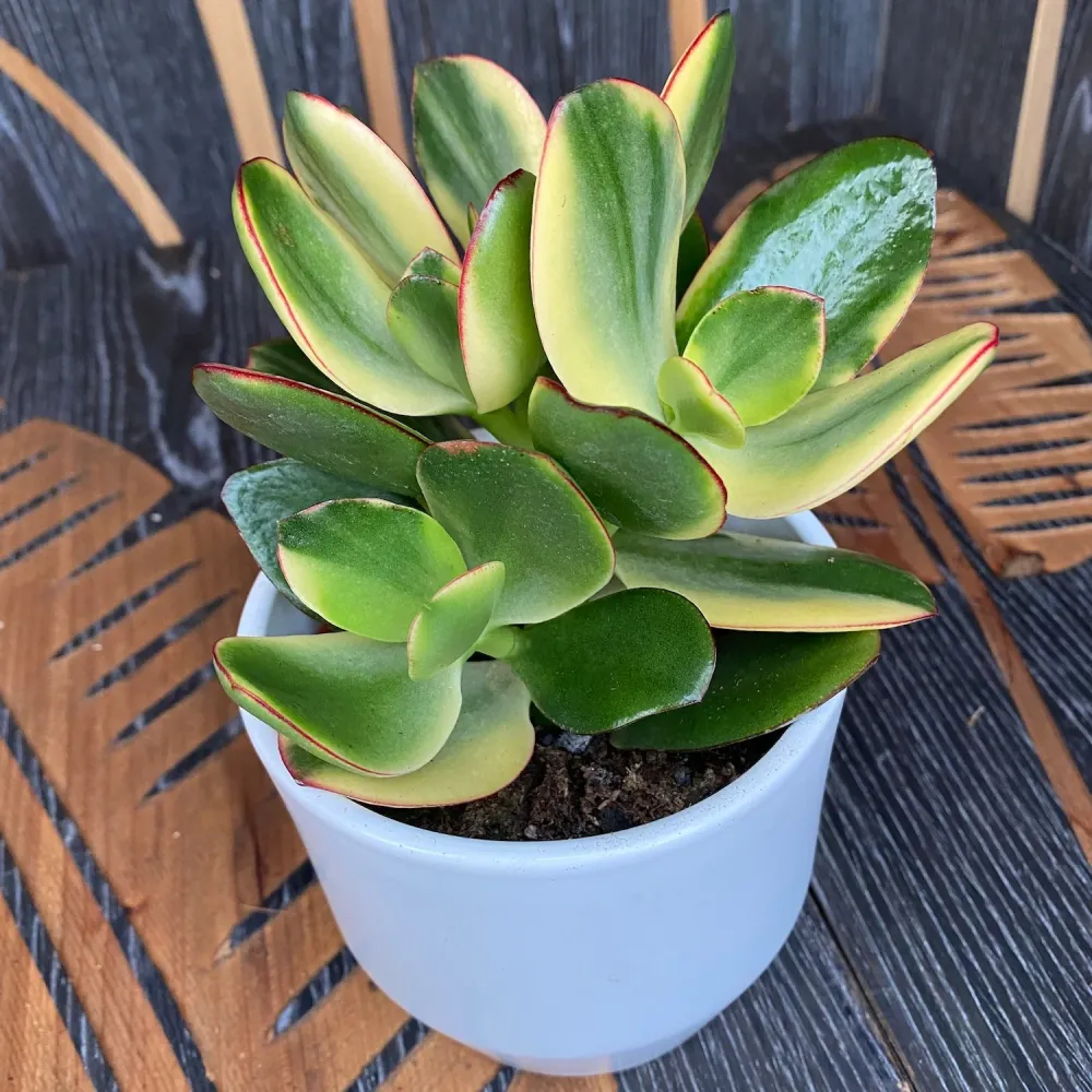 Crassula ovata 'Variegata' (Variegated Jade Plant)