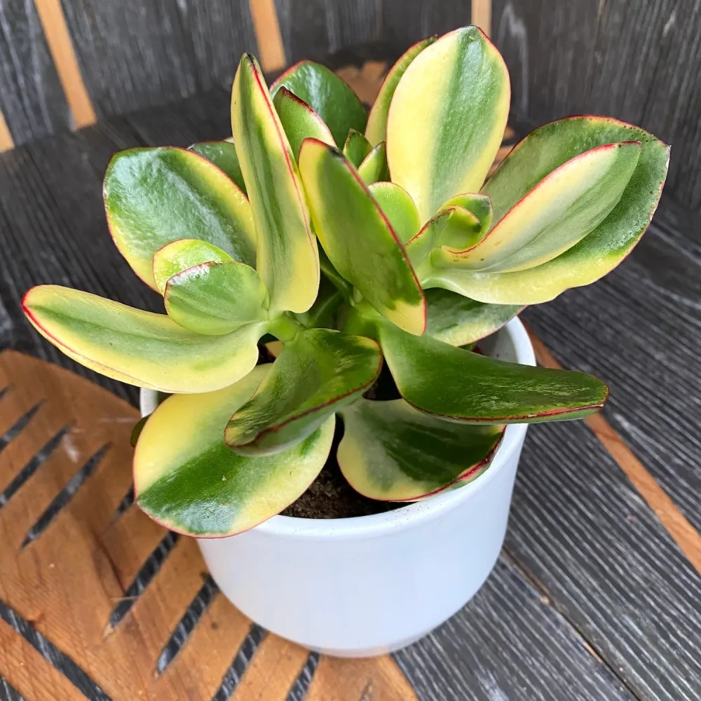 Crassula ovata 'Variegata' (Variegated Jade Plant)