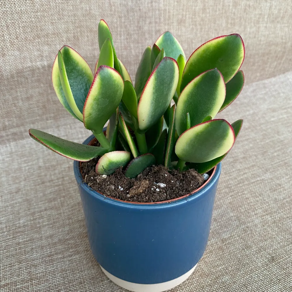 Crassula ovata 'Variegata' (Variegated Jade Plant)