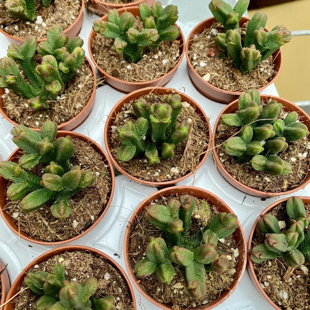 Crassula pyramidalis (Pagoda Mini Jade)