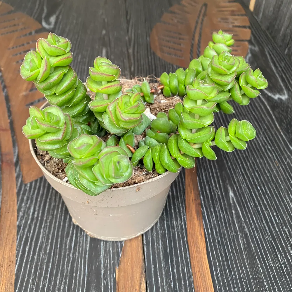 Crassula x rupestris f. marnieriana 'Hottentot'