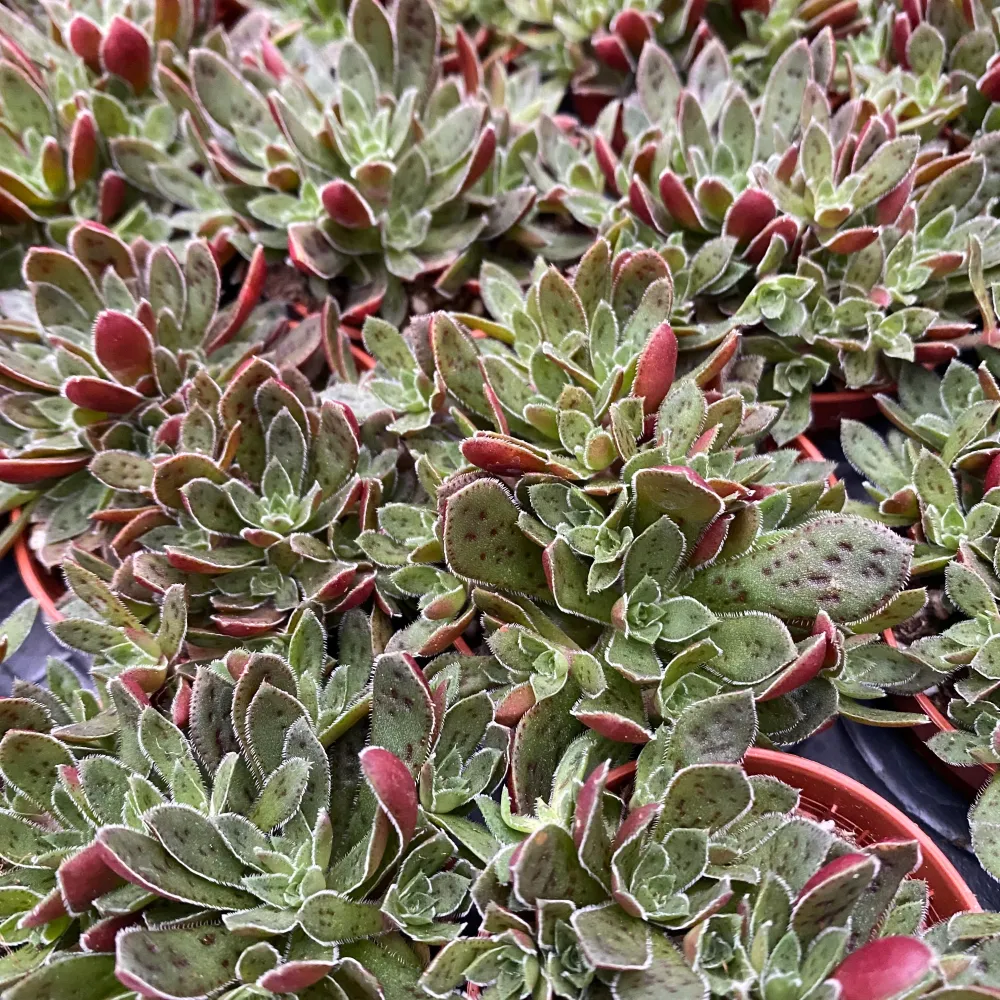 Crassula Schmidtii