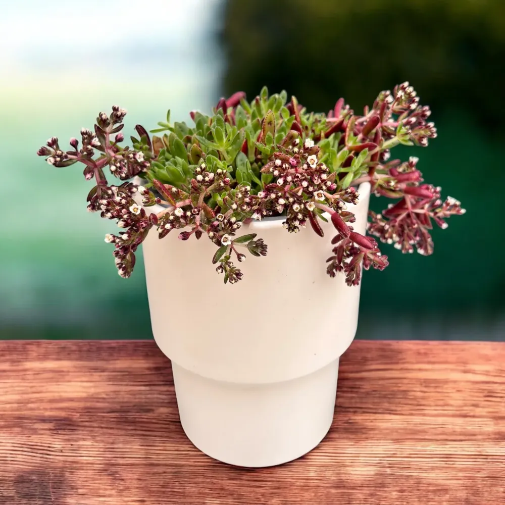 Crassula schmidtii - suculenta cu inflorire decorativa