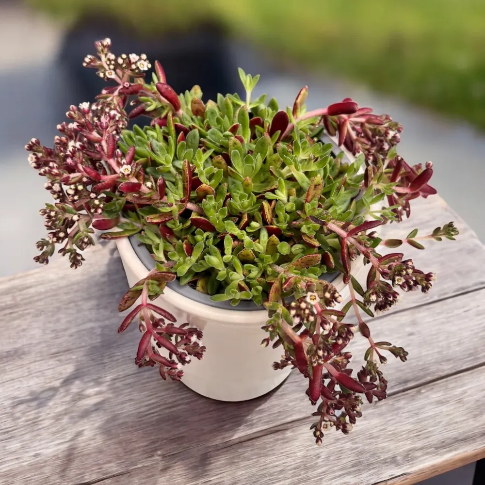 Crassula schmidtii - suculenta cu inflorire decorativa