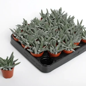 Crassula Silver Spark
