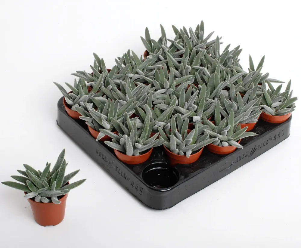 Crassula Silver Spark
