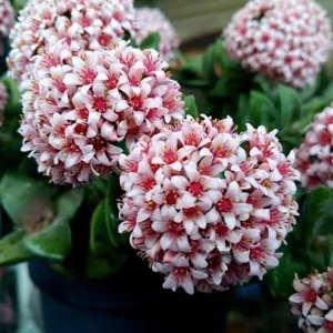 Crassula Springtime D5
