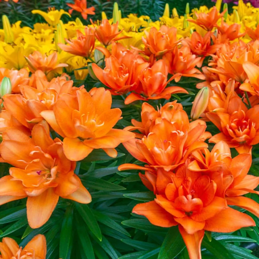 Crin asiatic de gradina - Lilium 'Tiny Double You' 3pp