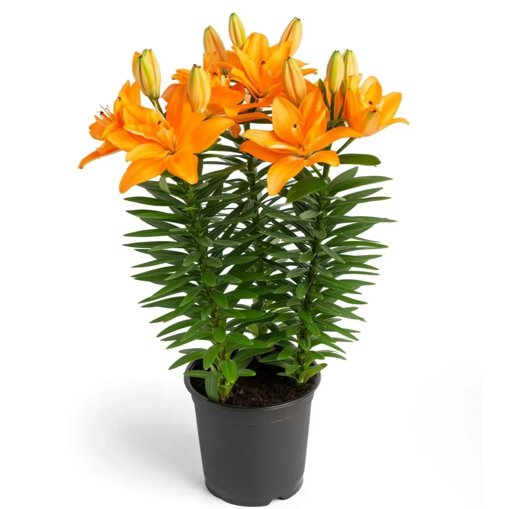 Crin asiatic de gradina - Lilium 'Tiny Double You' 3pp
