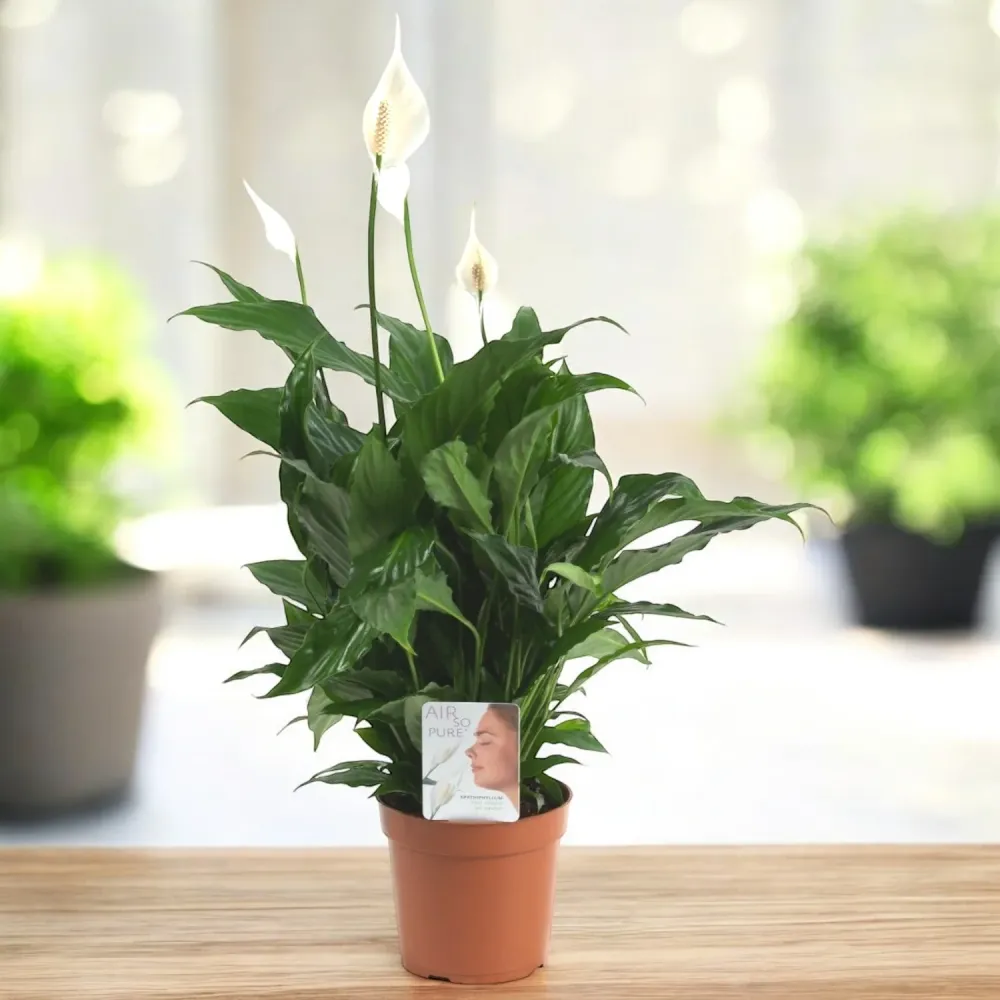 Crinul pacii XL - Spathiphyllum