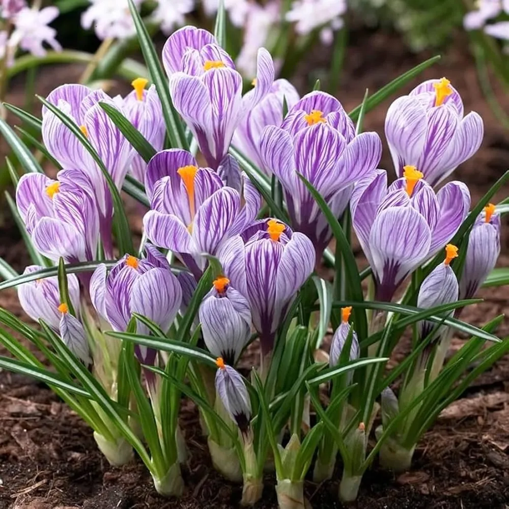 Crocus 'Pickwick' ghiveci - branduse cu flori mari, dungate
