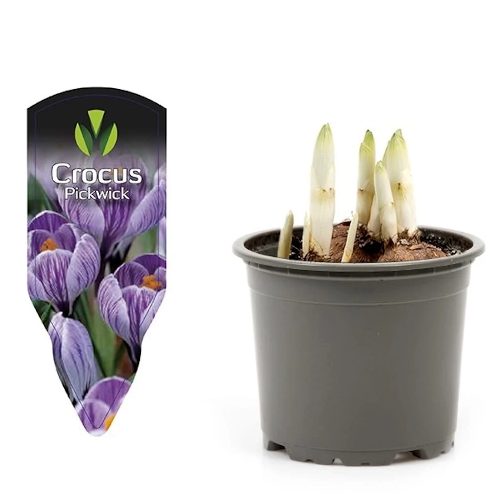 Crocus 'Pickwick' ghiveci - branduse cu flori mari, dungate