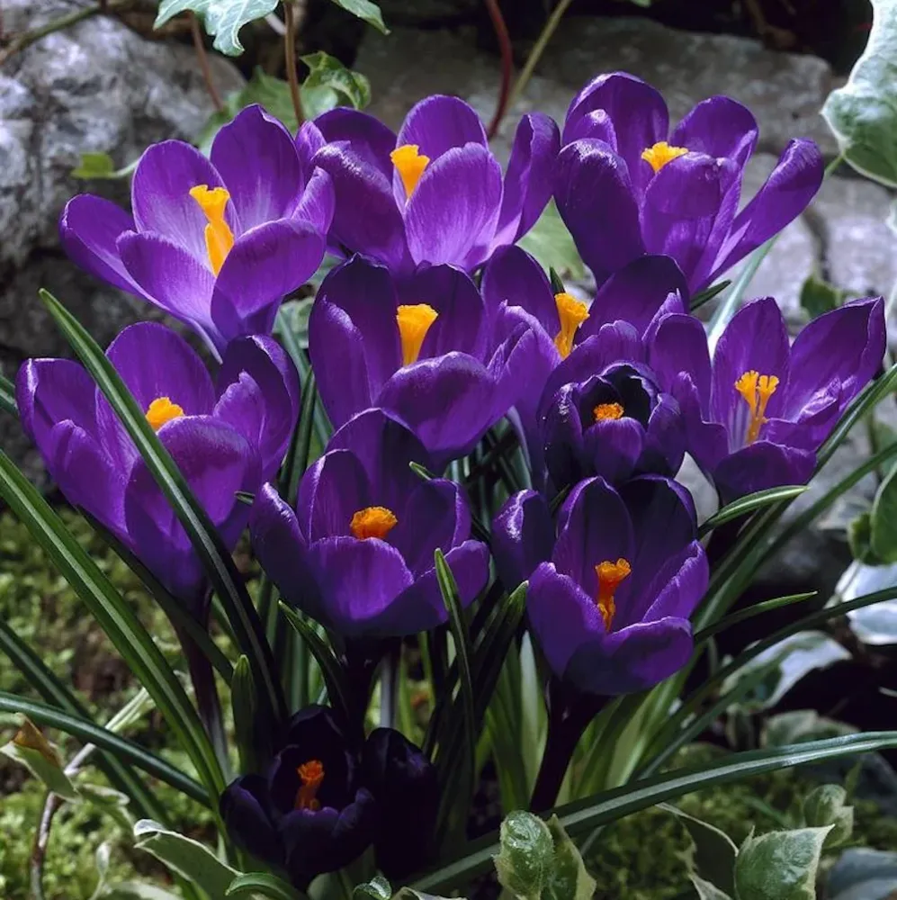 Crocus vernus 'Flower Record' ghiveci (branduse cu floarea mare)