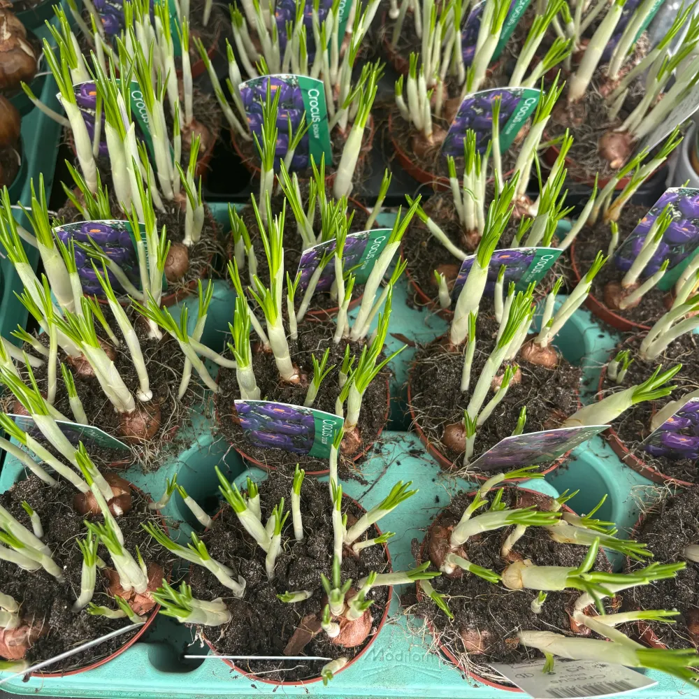 Crocus vernus 'Flower Record' ghiveci (branduse cu floarea mare)