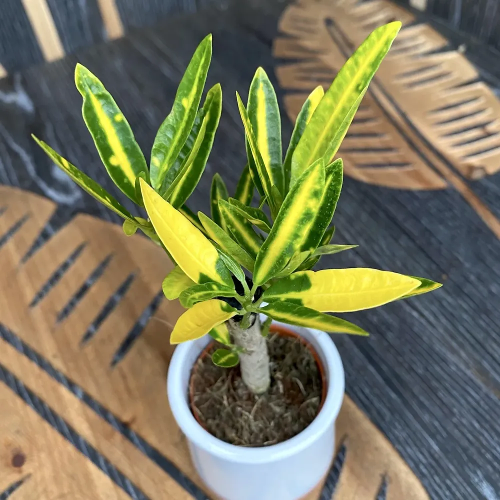Croton Codiaeum 'Banana' * babyplant