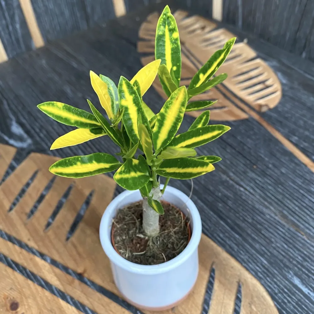 Croton Codiaeum 'Banana' * babyplant