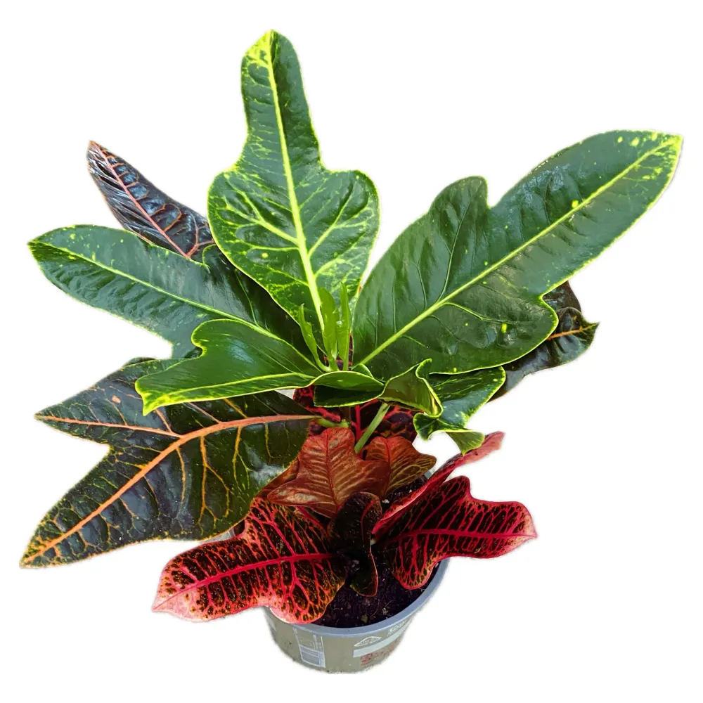 Croton Codiaeum Excellent D17