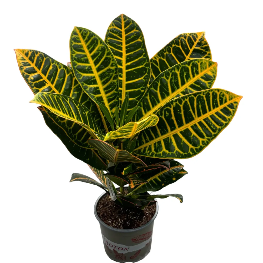 Croton Codiaeum 'Petra' XL