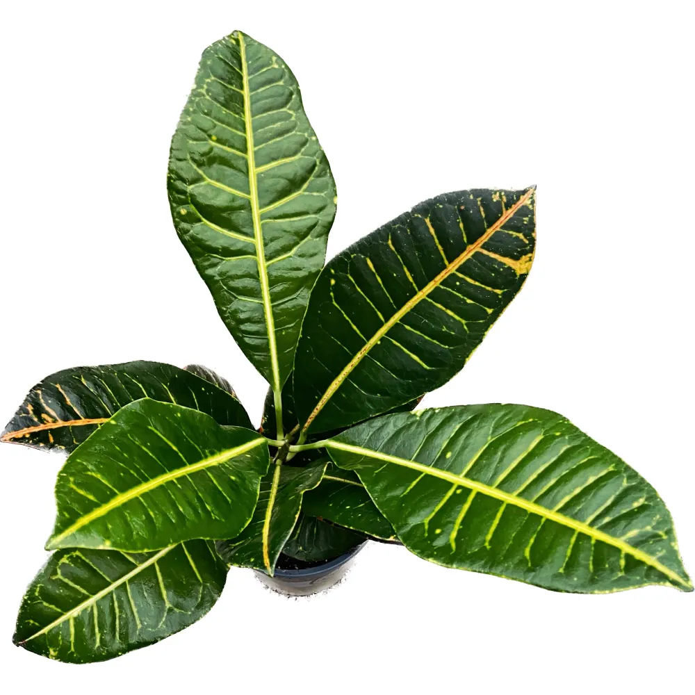 Croton Codiaeum Petra D12