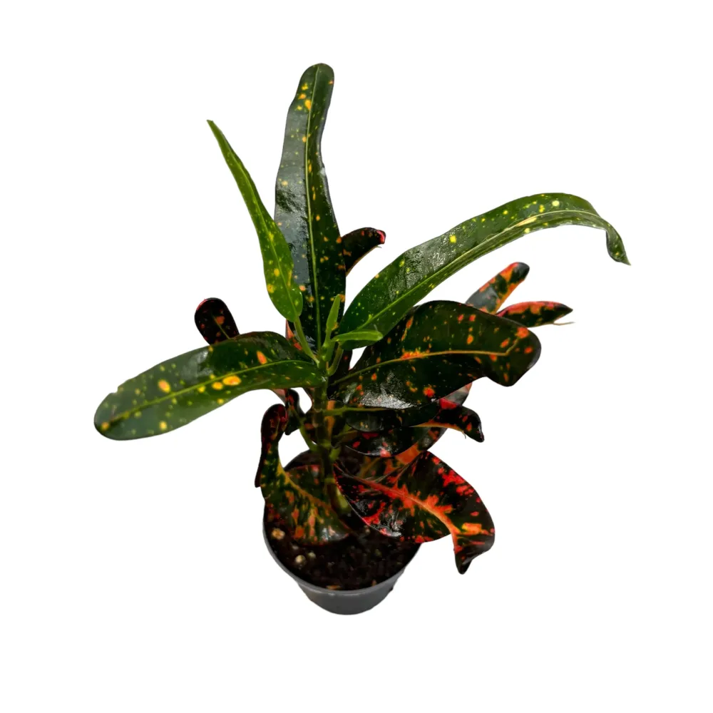 Croton Codiaeum 'Red Batik' (babyplant)