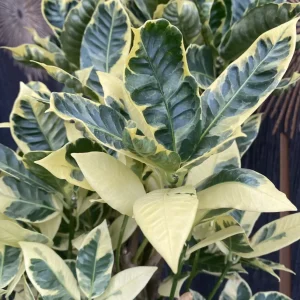 Croton Codiaeum variegatum 'Eburneum'