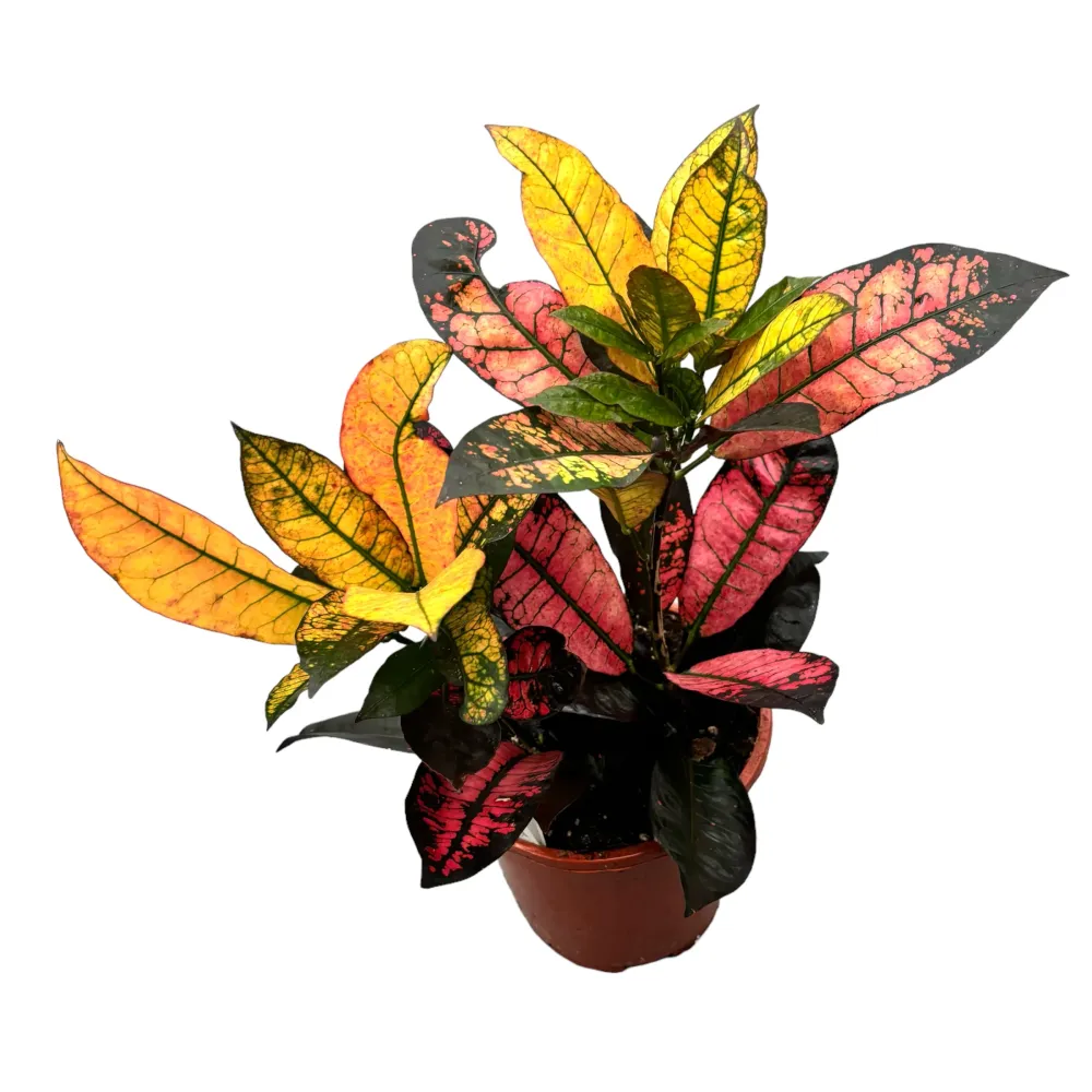 Croton Codiaeum variegatum 'Mrs Iceton' 2pp